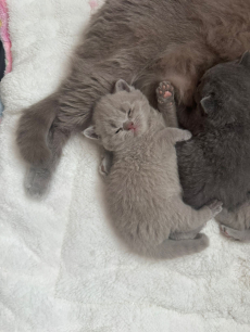 Reinrassiges BKH Kittens abzugeben