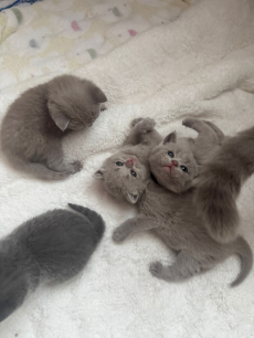 Reinrassiges BKH Kittens abzugeben