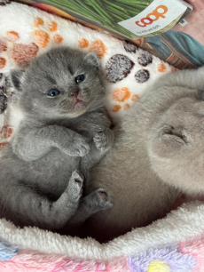 Reinrassiges BKH Kittens abzugeben