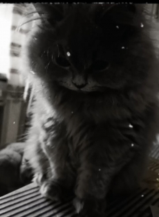 BLH Manliich baby katzen 