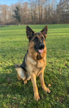 Deutscher Schäferhund, junger Rüde