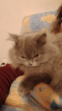 BLH Manliich baby katzen 