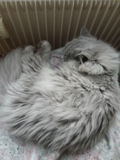 BLH Manliich baby katzen 