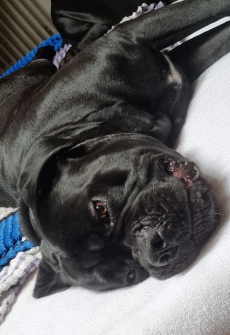 Schöner, kräftiger Cane Corso Rüde sucht liebevolles Zuhause