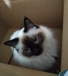 Deckkater Heilige Birma