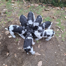 Schapendoes-Welpen mit SKG Stammbaum