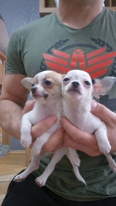 Chihuahua zwei Welpen 