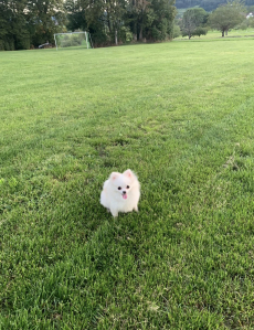 Pomeranian Boo 