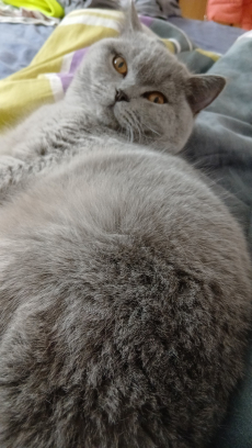 Bkh Rainrassen weiblich katze