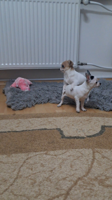 Chihuahua zwei Welpen 
