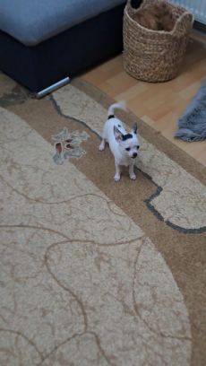 Chihuahua zwei Welpen 