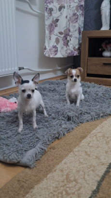 Chihuahua zwei Welpen 