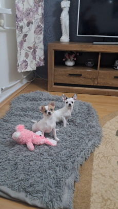 Chihuahua zwei Welpen 