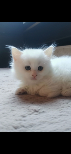 Türkisch Angora /Ragdoll Kitten suchen ihre Familie 