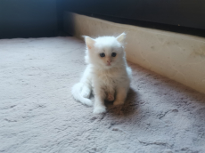 Türkisch Angora /Ragdoll Kitten suchen ihre Familie 