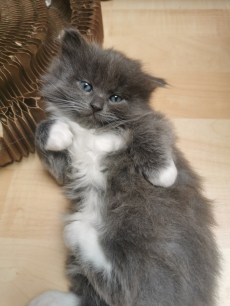 Türkisch Angora /Ragdoll Kitten suchen ihre Familie 
