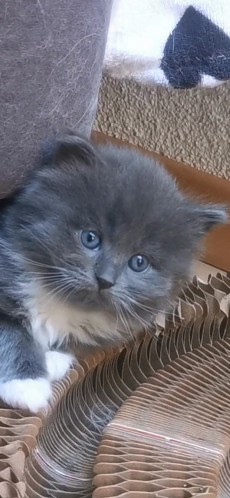 Türkisch Angora /Ragdoll Kitten suchen ihre Familie 