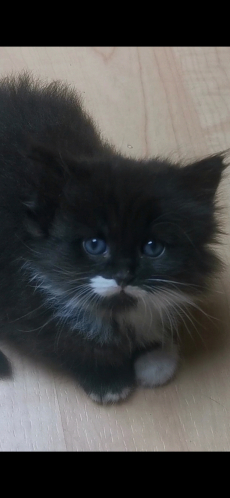 Türkisch Angora /Ragdoll Kitten suchen ihre Familie 