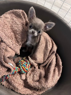 Chihuahua Welpe 