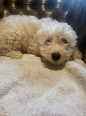 Maltipoo Welpen
