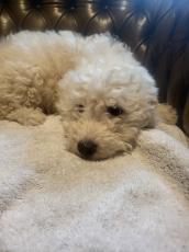 Maltipoo Welpen