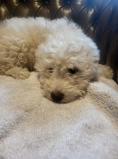 Maltipoo Welpen