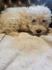 Maltipoo Welpen