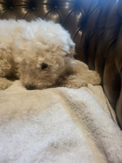 Maltipoo Welpen
