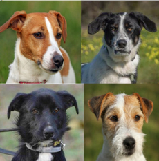 SUCHE einen HUND als neuen Begleiter