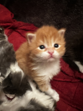 Maine Coon  Kitten zu verkaufen 
