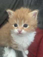 Maine Coon  Kitten zu verkaufen 