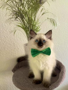 Reinrassige Ragdoll Kitten 