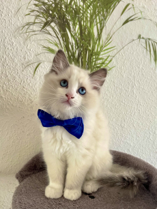 Reinrassige Ragdoll Kitten 
