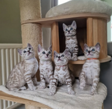 Reinrassige Snow Lynx Bengal Katzen Abzugeben 