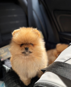 Zwergspitz-Pomeranians Welpen