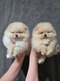 Zwergspitz-Pomeranians Welpen