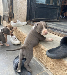 American Pitbull Terrier Welpen