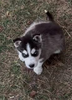 Siberian Husky-Welpen