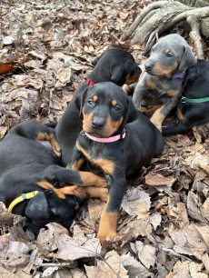 Reinrassige Dobermannwelpen.