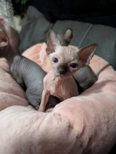 Wunderschöne Sphynx-Kätzchen – noch 5 verfügbar