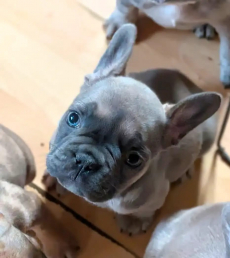 Französische Bulldoggenwelpen, Hündinnen und Rüden