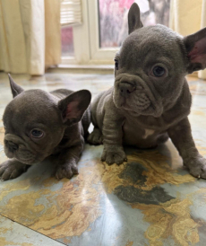 Französische Bulldoggenwelpen, Hündinnen und Rüden