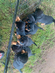Reinrassige Rottweiler-Welpen