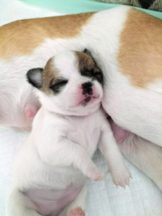 Chihuahua Welpen mit Schweizer Stammbaum SRZ