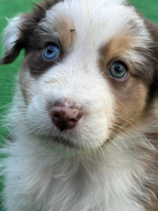 Reinrassige Australian Shepherd Welpen