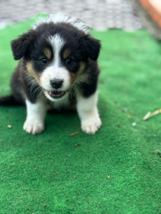 Reinrassige Australian Shepherd Welpen