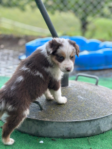 Reinrassige Australian Shepherd Welpen