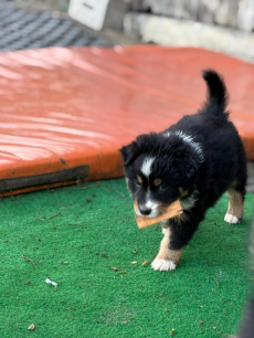 Reinrassige Australian Shepherd Welpen