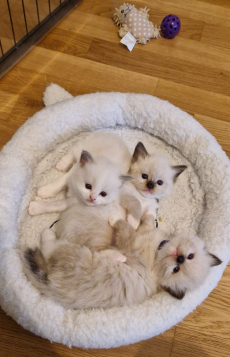 Ragdoll Kitten mit Stammbaum- liebevoll aufgezogen