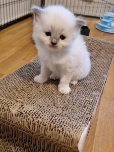 Ragdoll Kitten mit Stammbaum- liebevoll aufgezogen